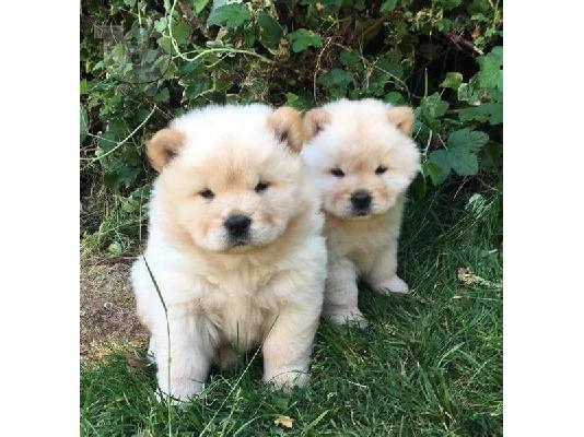 Όμορφη αρσενική Chow Chow χρειάζεται νέο σπίτι